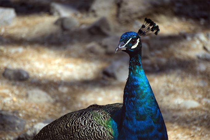 Plaka - Pfau auf Kos